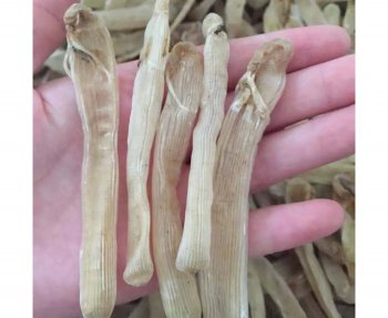 沙虫烘干机